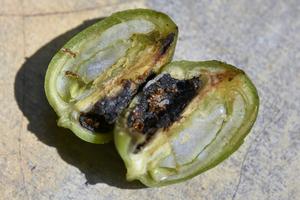 W. auropunctata nest in fruit