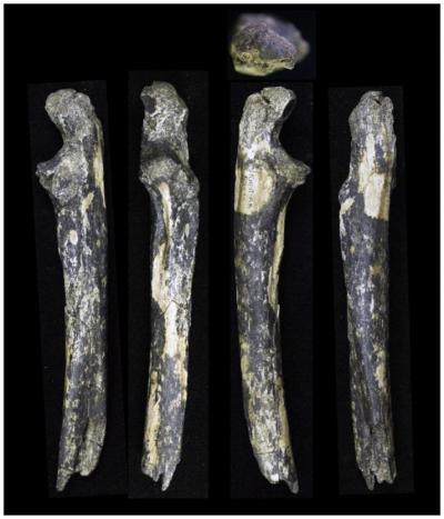 <i>Australopithecus</i> Fossils Found East of the Great Rift Valley
