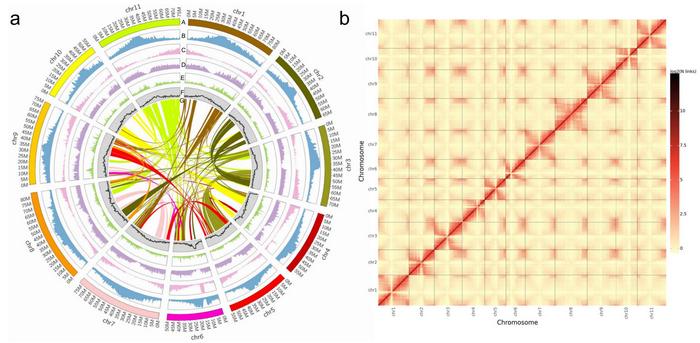 Genomic features of pigeonpea landrace ‘D30’ and heat map of Hi-C chromosomal interactions.