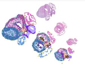 Cross-sections of the developing heart