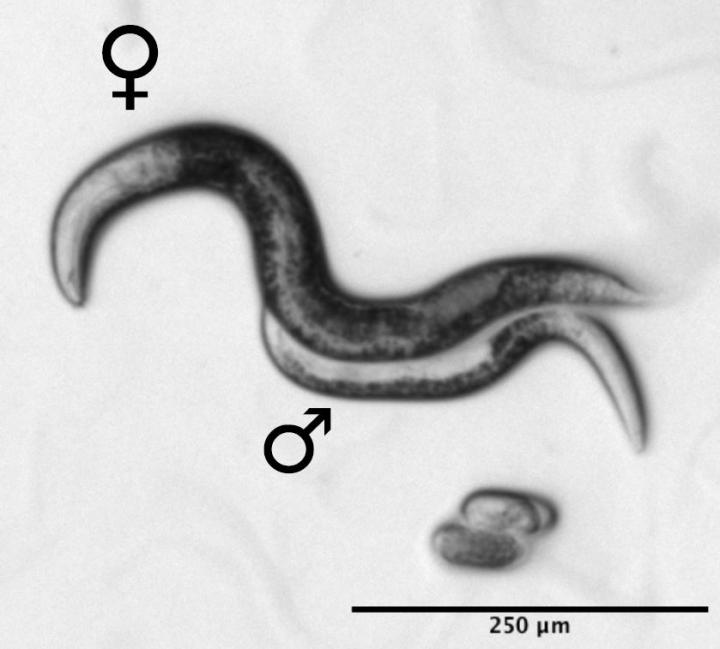 Nematodes
