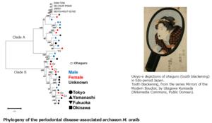 Traces of ohaguro and the phylogeny of M. oralis