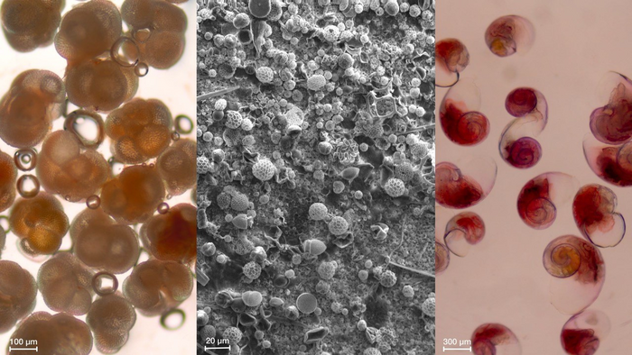Calcifying phytoplankton and zooplankton from the North Pacific.  Left: planktonic foraminifera; center: coccolithophores dominating phytoplankton assemblages; right: shelled pteropods.