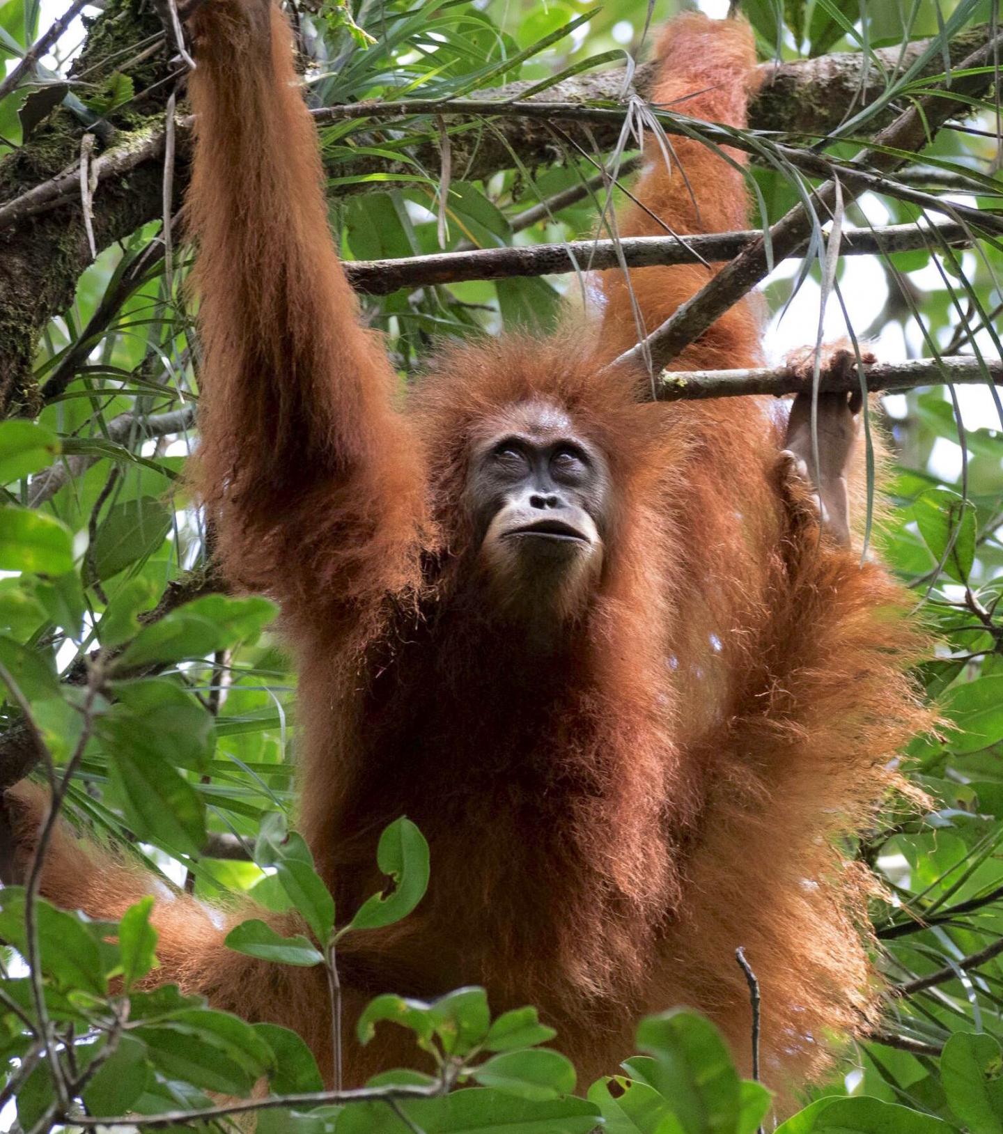Orangutan (1 of 3)