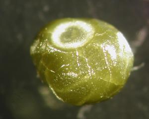 Coated Diamond with Microinclusion-Rich Rim