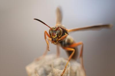Social Wasps Recognize Each Others' Faces (4 of 6)