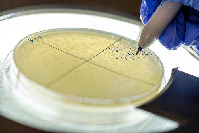 Counting phage plaques on an E. coli culture