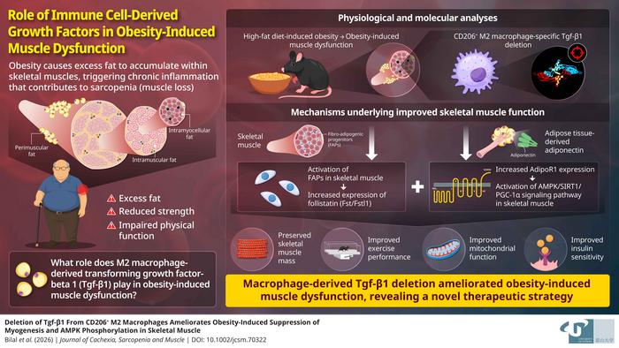 Toward effective therapeutic strategies for obesity-related sarcopenia