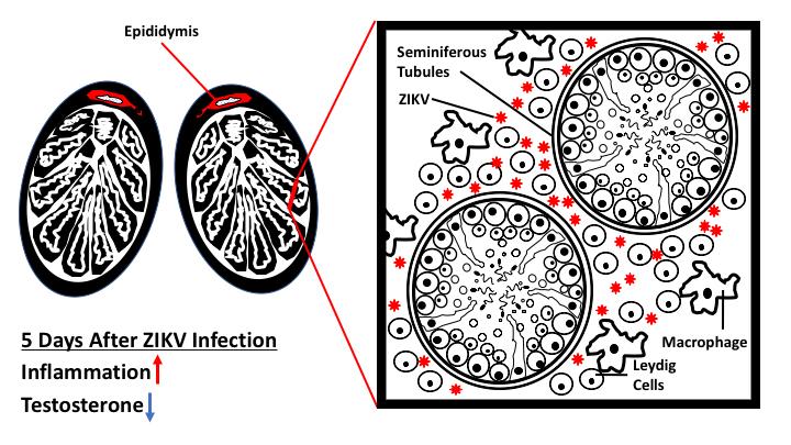 Zika Persists in Multiple Cell Types, Lowering Testosterone and Causing Testicular Atrophy (2 of 3)