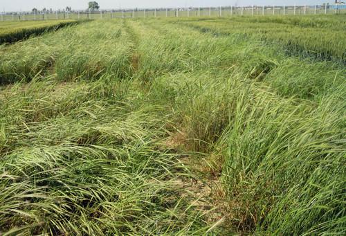 <em>Triticum urartu</em>, the Progenitor of Wheat A Subgenome