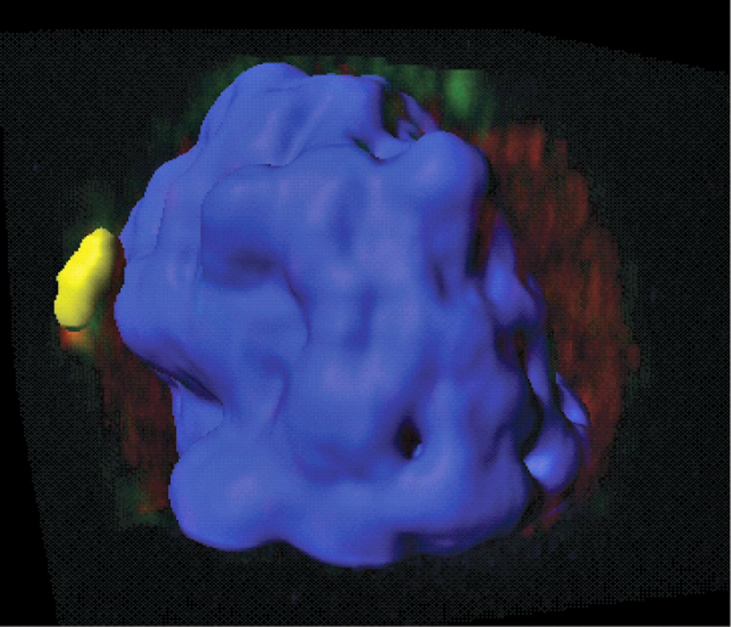 T Cell Regulator