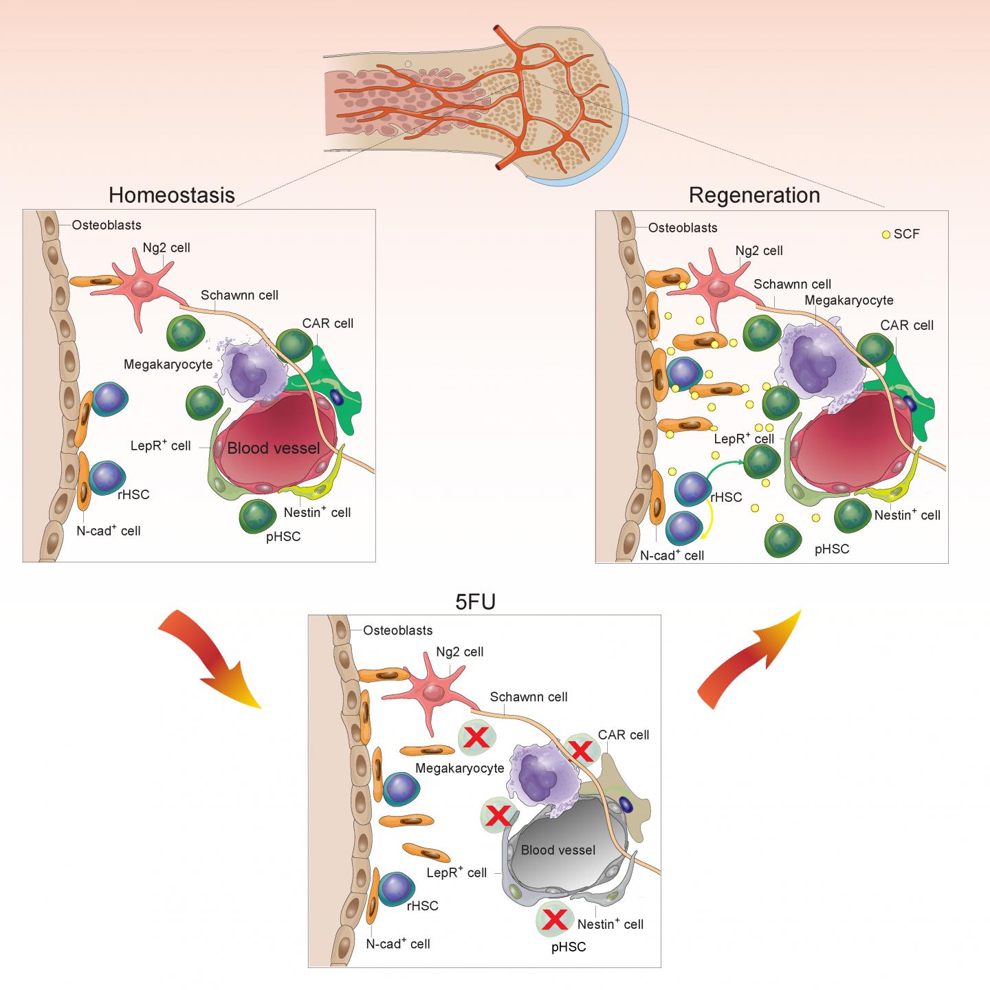 Graphical Abstract