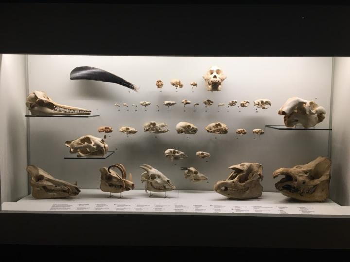 Museum Collection