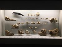 Museum Collection