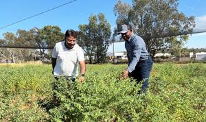 CCFI Director Rajeev Varshney and GRDC Senior Manager, Oilseeds and Pulses, Dr Francis Ogbonnaya, inspect Australian chickpeas