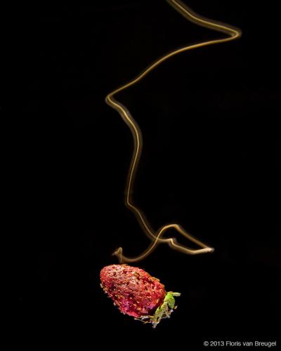 Fruit Fly Locates Strawberry