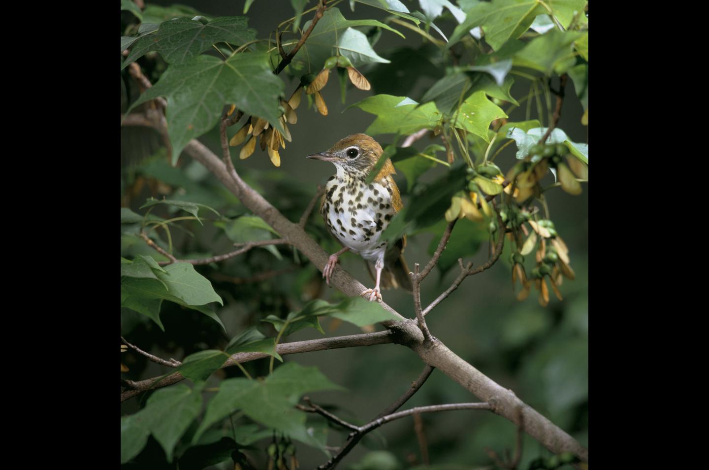 Wood Thrush