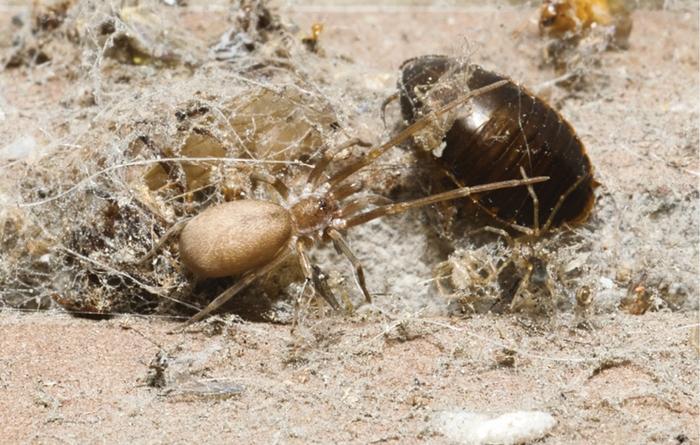 Pikelinia floydmuraria from Tolima, Female Juvenile, attacking a cockroach on the web.