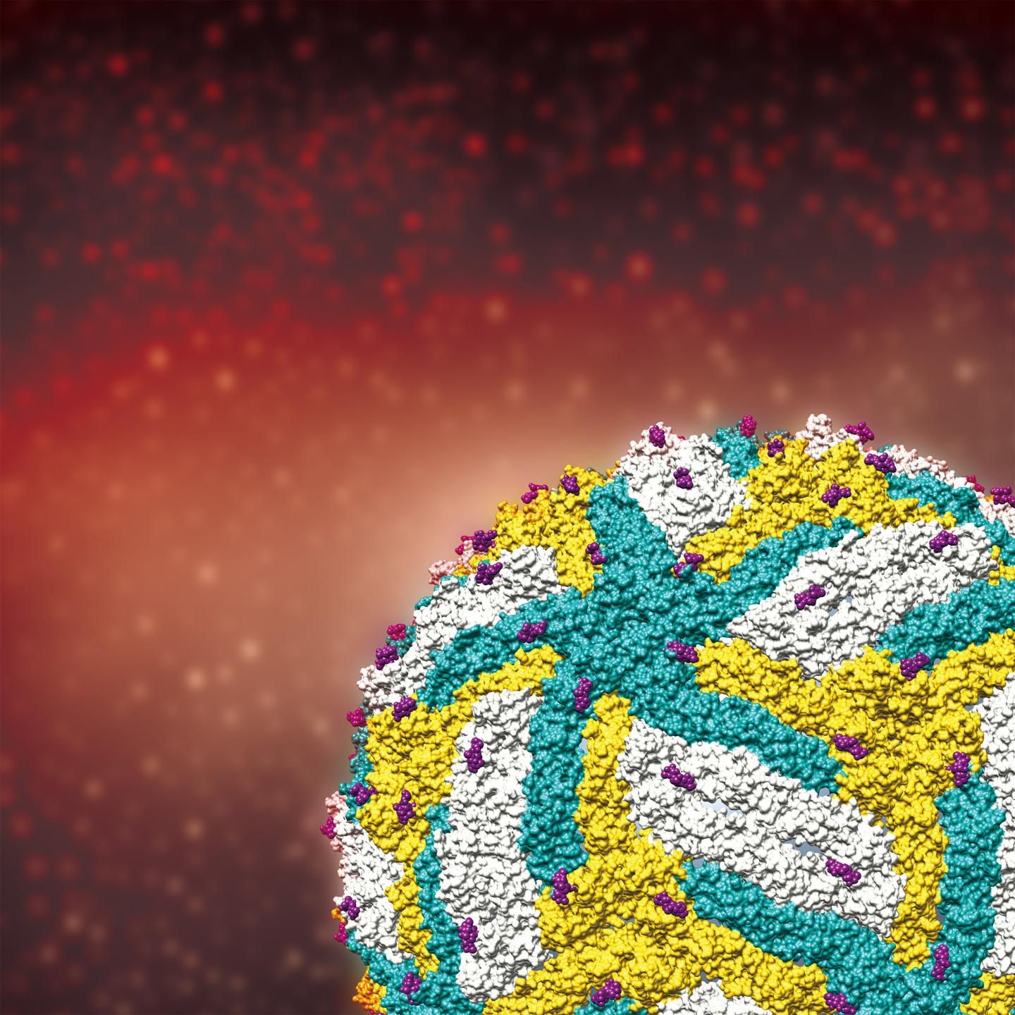 Cracking the Zika Mystery
