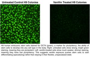 Vanillin flavouring in e-cigarettes disrupts human embryonic stem cell development
