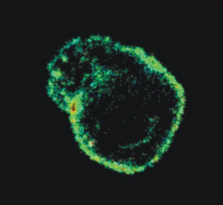 Understanding How Tense Blood Vessels Relax Under Pressure
