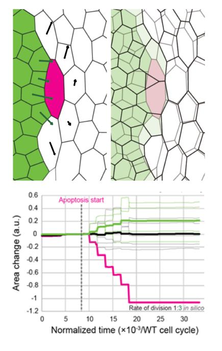 Fig.2 Computer Simulation of the Competition for Space