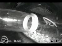 Mouse Cooperative Nesting