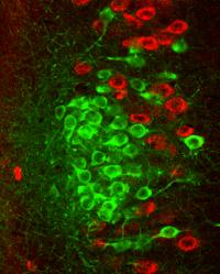 Island Cells Make Clusters in Entorhinal Cortex Layer II