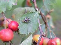 Fruit Flies