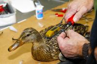 Duck Tracking 2