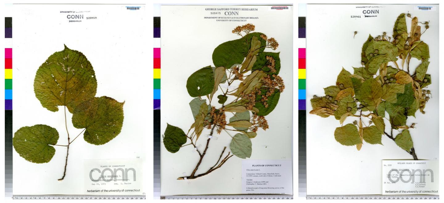 Phenological Stages of <i>Tilia americana</i>