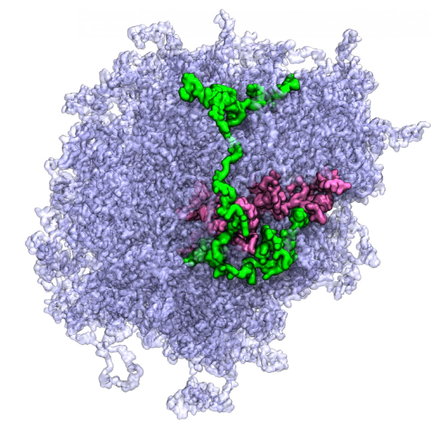 All-Atom Model of a Biological Condensate