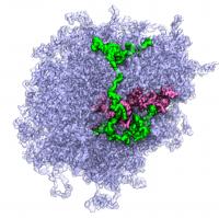 All-Atom Model of a Biological Condensate
