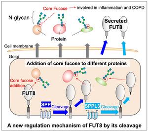 How FUT8 enzyme is regulated by its cleavage thanks to SPP and SPPL3
