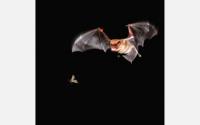 What It's Like to Be a Bat (2 of 2)