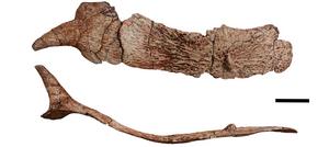 Osteoderms