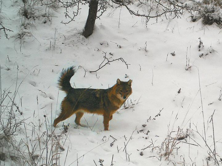 The Golden Jackal in the Winter