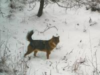 The Golden Jackal in the Winter