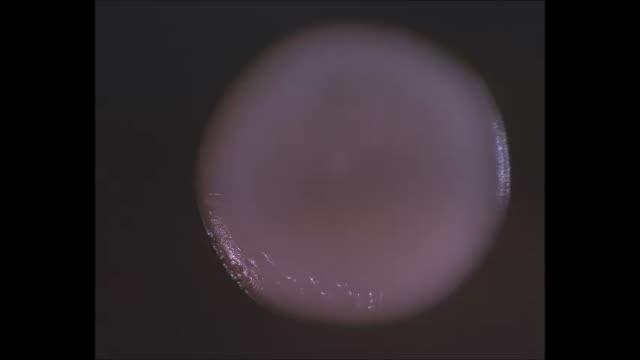 Fly Eating from a Yeast Colony