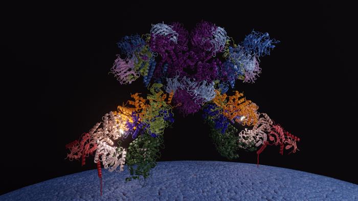 Closer to deciphering TOR, the molecular machinery that makes humans and yeast grow