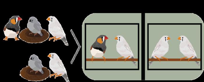 Zebra finches illustration