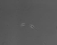 Two Stem Cells