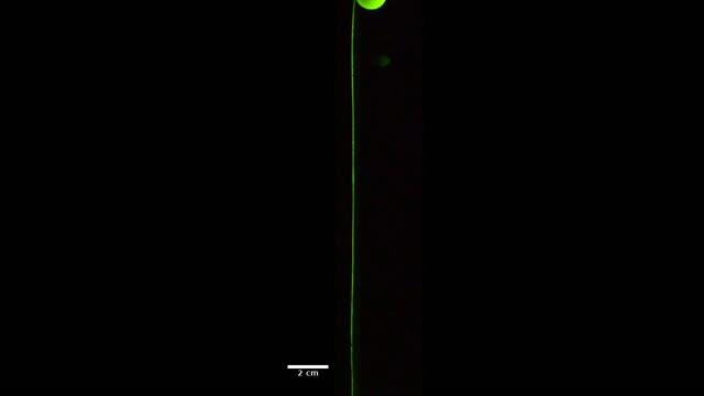 Surfing Particle Video