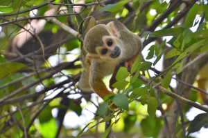 Squirrel monkey
