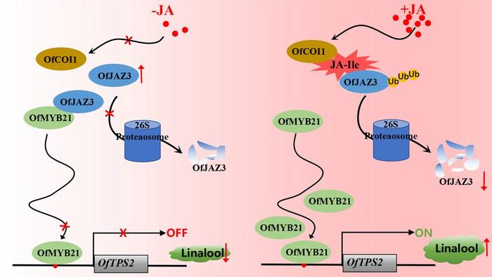 A hypothetical model diagram illustrating the involvement of the OfJAZ3-OfMYB21 complex in the regulation of linalool biosynthesis through the jasmonic acid signaling pathway.