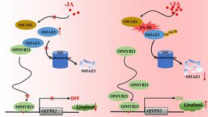 A hypothetical model diagram illustrating the involvement of the OfJAZ3-OfMYB21 complex in the regulation of linalool biosynthesis through the jasmonic acid signaling pathway.