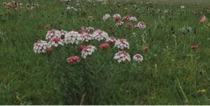 Stellera plants