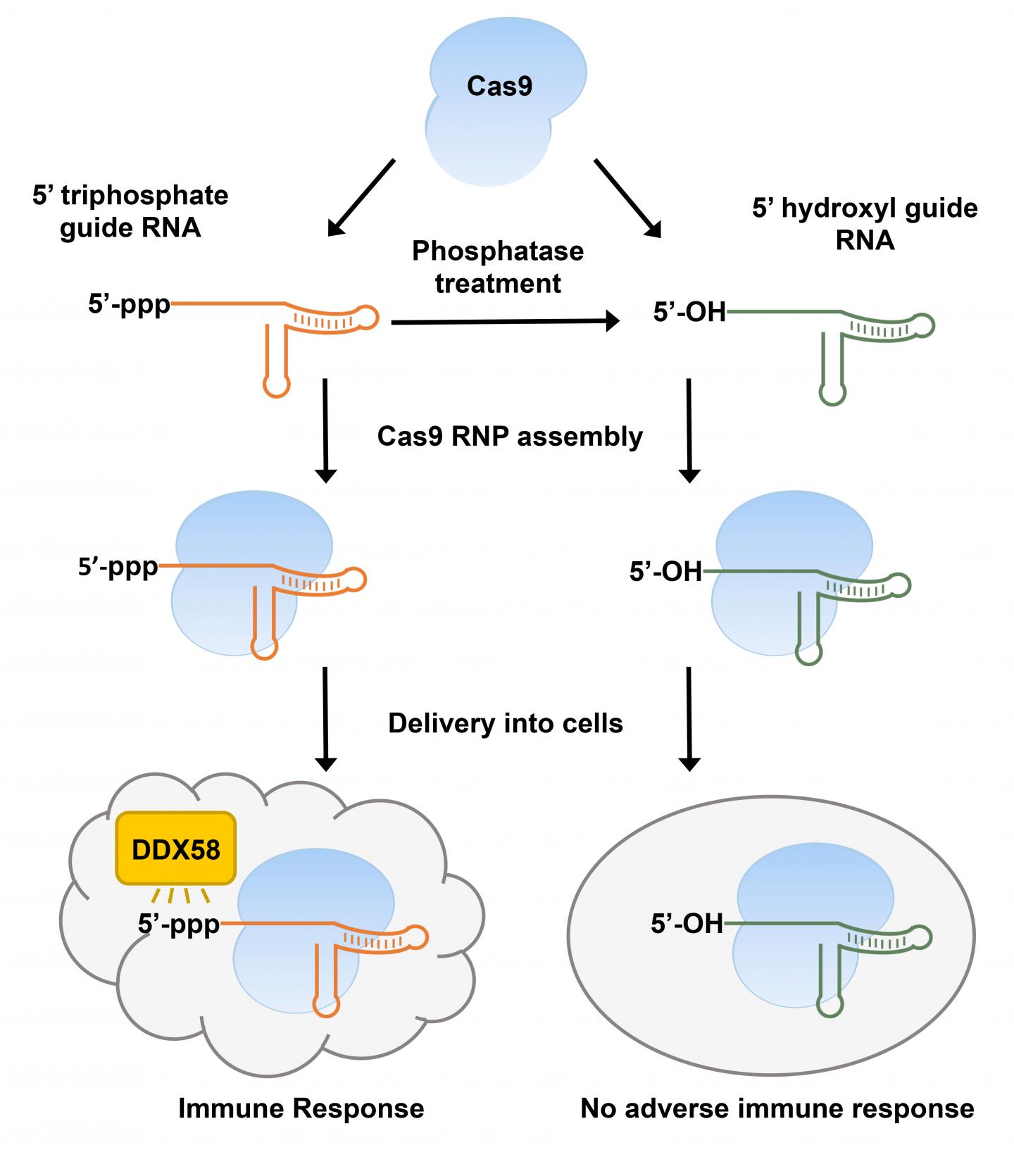 Immune Activating CRISPR Guide RNAs