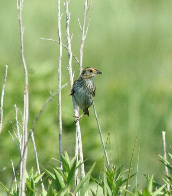 Saltmarsh Sparrow