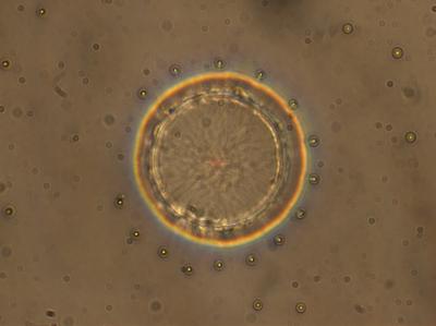 Micropost with Defect Ring